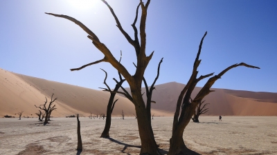 Deadvlei Sossusvlei Namibia (Alexander Mirschel)  Copyright 
Informations sur les licences disponibles sous 'Preuve des sources d'images'